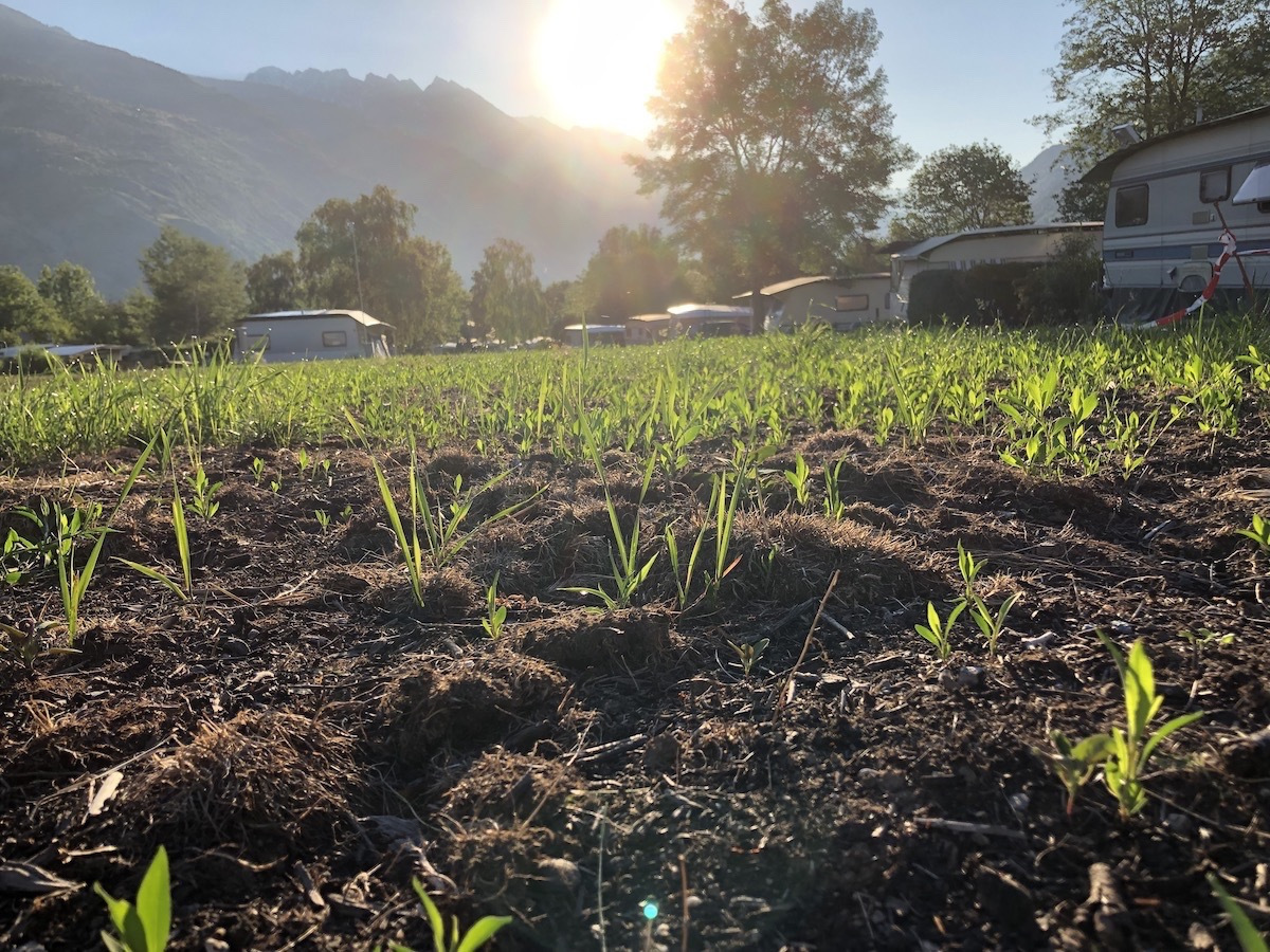 Rasen Erneuerung (2019)